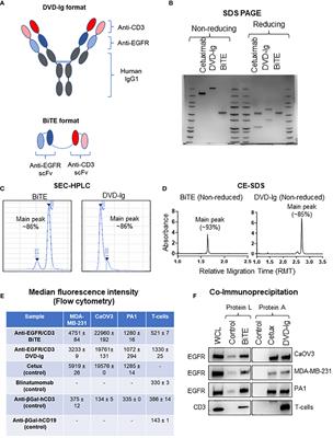 Structural and functional characterization of IgG- and non-IgG-based T-cell-engaging bispecific antibodies